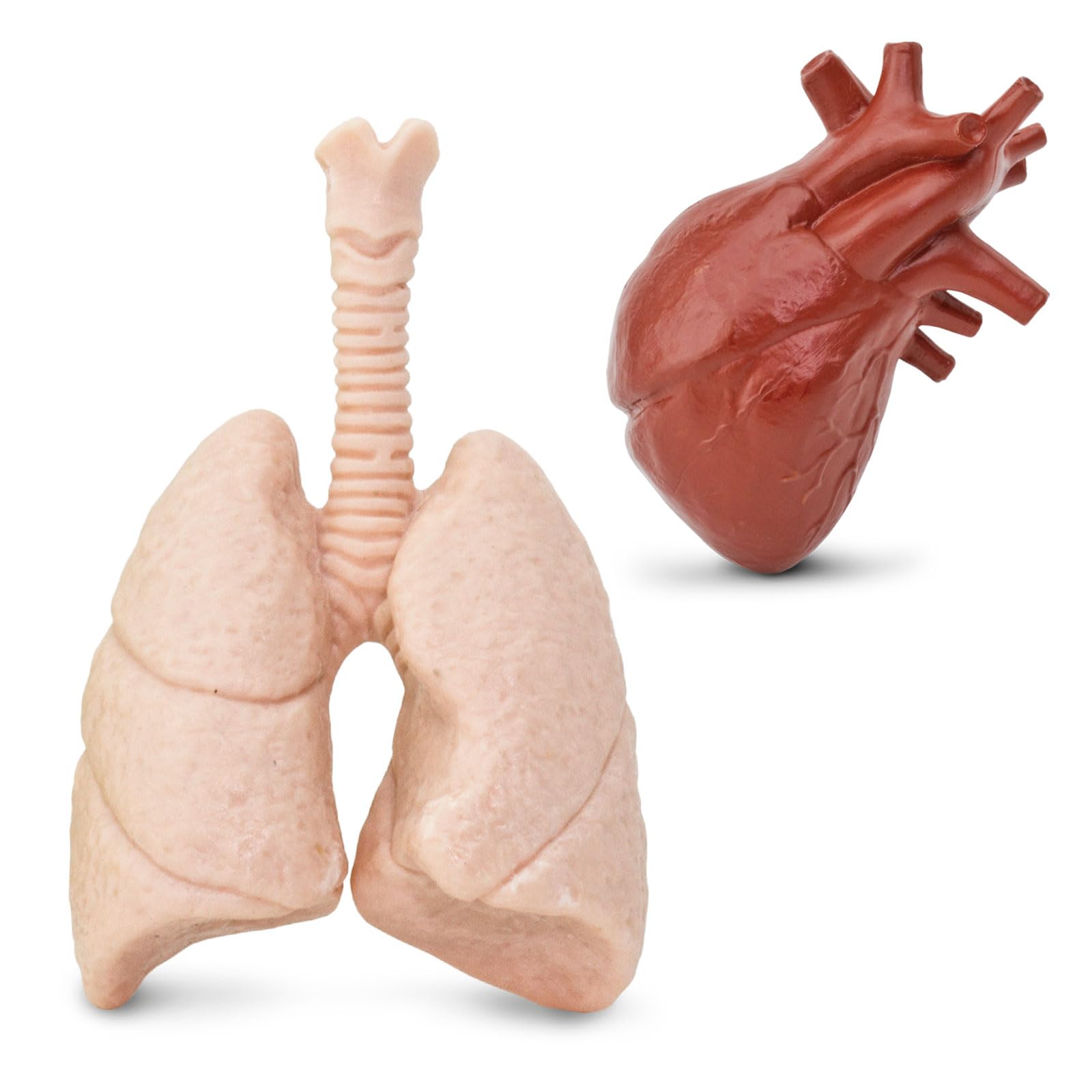 Safari Ltd. Human Organs TOOB - 8 Mini Figurines Including Brain, Heart, Lungs, Liver, Kidneys, Stomach, and Intestines - Anatomy Educational Toy