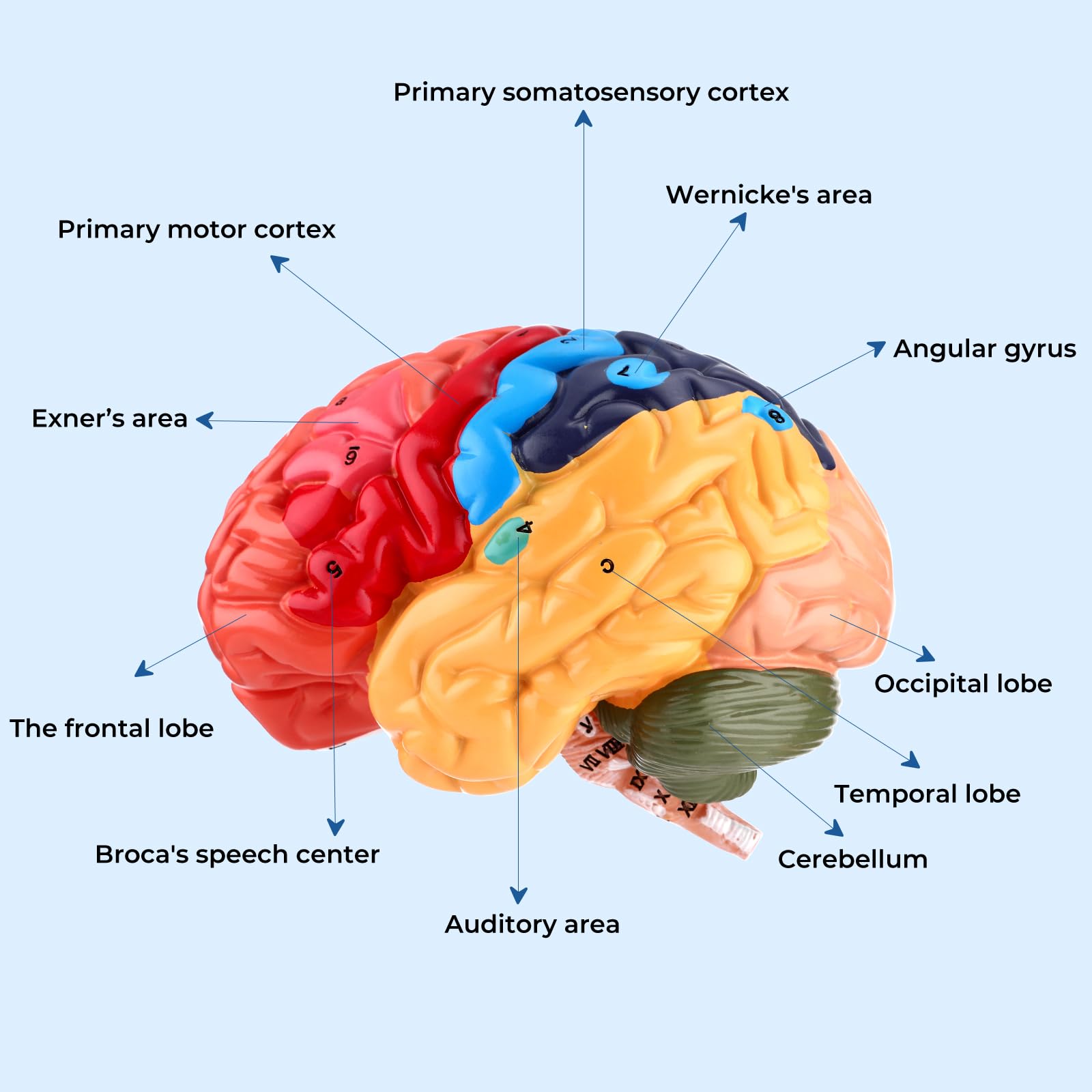 Avarstic Human Brain Model, Life Size Brain Anatomy Model, 2-Part PVC Brain Model with Laser-Engraved Numbers, Color-Coded Regions, Base & Reference