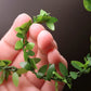 Mini Leaf Garland, Dollhouse Miniature Ivy Leaf Vine Garland, Dollhouse Mini Wreath, Miniature Christmas Garland, for Making 1:6 Scale Dollhouses