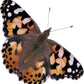 Insect Lore Two Cups of Live Caterpillars | Painted Lady Butterflies | Includes 2 Chrysalis Holding Logs | 10 Live Baby Caterpillars | Refill