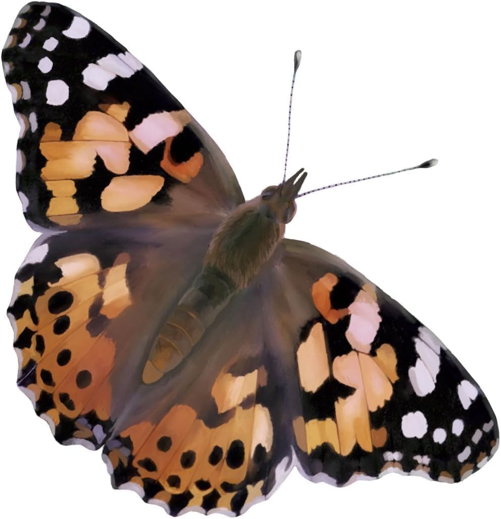 Insect Lore Two Cups of Live Caterpillars | Painted Lady Butterflies | Includes 2 Chrysalis Holding Logs | 10 Live Baby Caterpillars | Refill