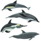 Safari Ltd. Dolphin TOOB - 10 Miniature Dolphin Figurines - Educational Toy Set for Boys, Girls and Kids Ages 3+