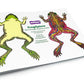 Roylco FrogXplore See-Through Frog Anatomy Kit | 8 Transparent Layers | No-Dissection Biology Kit for Kids Ages 5+ | STEM Science for Classroom
