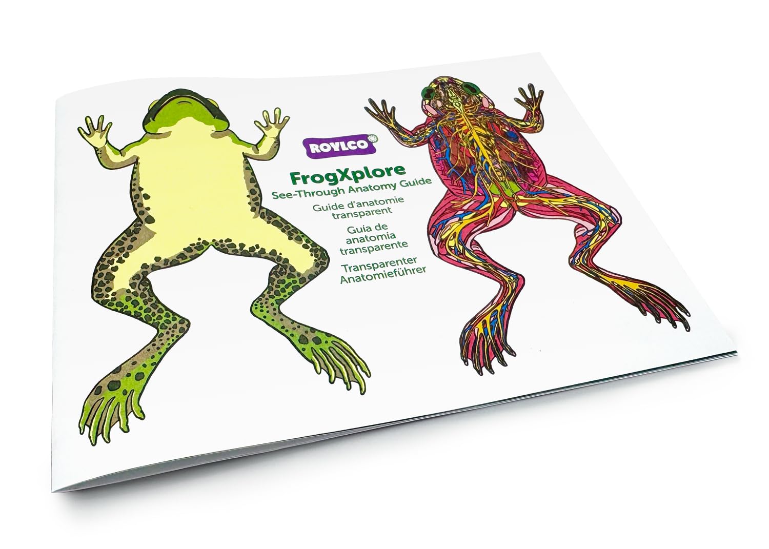 Roylco FrogXplore See-Through Frog Anatomy Kit | 8 Transparent Layers | No-Dissection Biology Kit for Kids Ages 5+ | STEM Science for Classroom