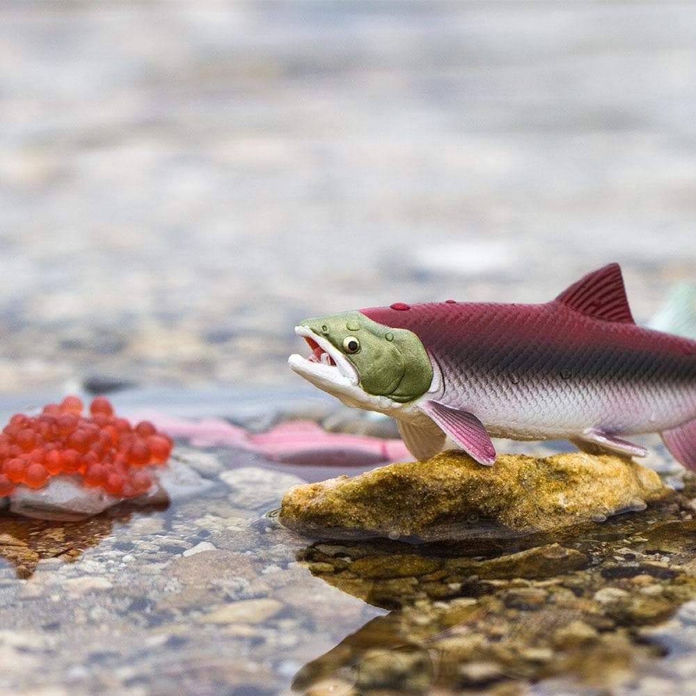 Safari Ltd. Life Cycle of a Salmon Set - 5 Hand-Painted, Lifelike Model Figures - Fun Educational Toy for Boys, Girls & Kids Ages 4+