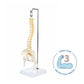 Axis Scientific 15.5" Miniature Spine Model, Vertebrae