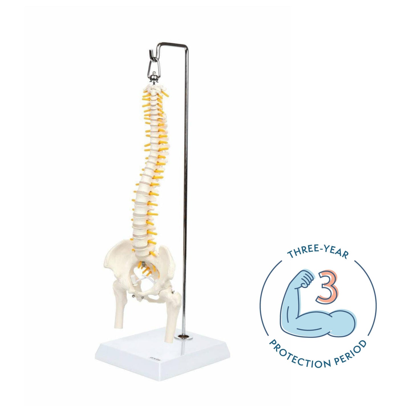 Axis Scientific 15.5" Miniature Spine Model, Vertebrae