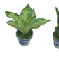 3 Pieces 1:12 Dollhouse Miniature Artificial Flower Plants in Ceramic Pot, Codiaeum Variegatum,Aglaonema,Sansevieria Dollhouse Accessories