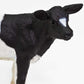 Safari Ltd. Holstein Calf Figurine - Detailed 3.25" Plastic Model Figure - Fun Educational Play Toy for Boys, Girls & Kids Ages 3+