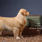 Lana Toys 1:6 Scale Golden Retriever Dog Pet Figure Realistic Animal Model
