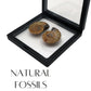 Authentic Fossils with Collection Box & Magnifier (Ammonite 4-5cm)