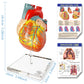 EVOTECH SCIENTIFIC Human Body, Skeleton and Heart Models-Best Anatomy Model Bundle Set of 3 Hands-on 3D Model Study Tools for Medical Student Teacher
