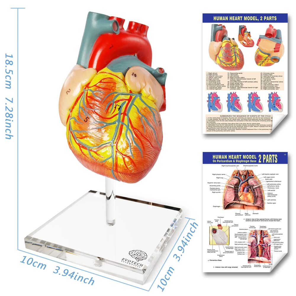 EVOTECH SCIENTIFIC Human Body, Skeleton and Heart Models-Best Anatomy Model Bundle Set of 3 Hands-on 3D Model Study Tools for Medical Student Teacher