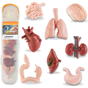 Liberty Imports 8 PCS Human Organs Toy Body Parts Figurines - 3D Mini Anatomy Model Realistic Teaching Prop - Brain, Heart, Lung, Liver, Stomach