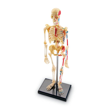 Learning Resources Skeleton Model