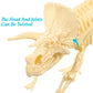 NUOLUX 3Pcs 4D Dinosaur Fossil Skeleton Toys DIY for Kids Fossil Skeleton Figure