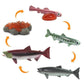 Safari Ltd. Life Cycle of a Salmon Set - 5 Hand-Painted, Lifelike Model Figures - Fun Educational Toy for Boys, Girls & Kids Ages 4+