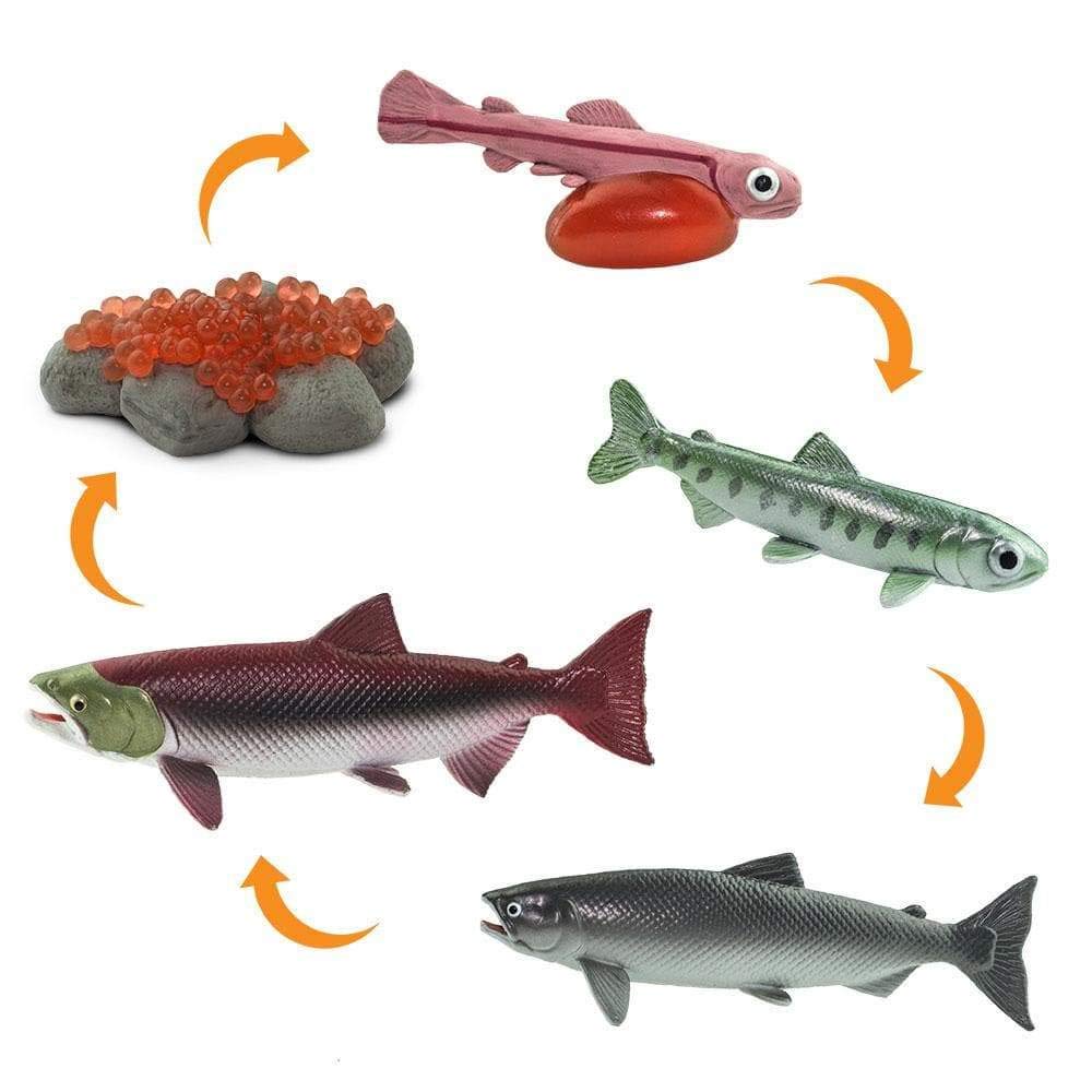 Safari Ltd. Life Cycle of a Salmon Set - 5 Hand-Painted, Lifelike Model Figures - Fun Educational Toy for Boys, Girls & Kids Ages 4+