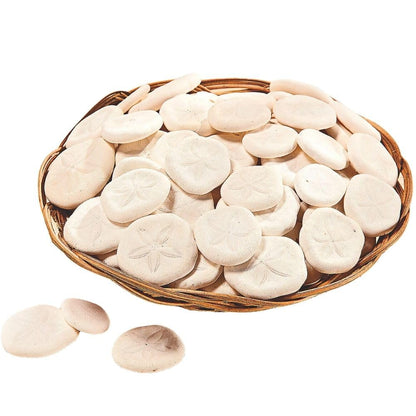 Fun Express Real Sand Dollars Plus Decorative Basket (50 and Dollars) Sea and Ocean Home Décor - VBS 2026 Vacation Bible School Supplies/Decor