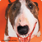 SmileMakers Dogs with Braces Dental Stickers - Prizes and Giveaways - 100 per Pack