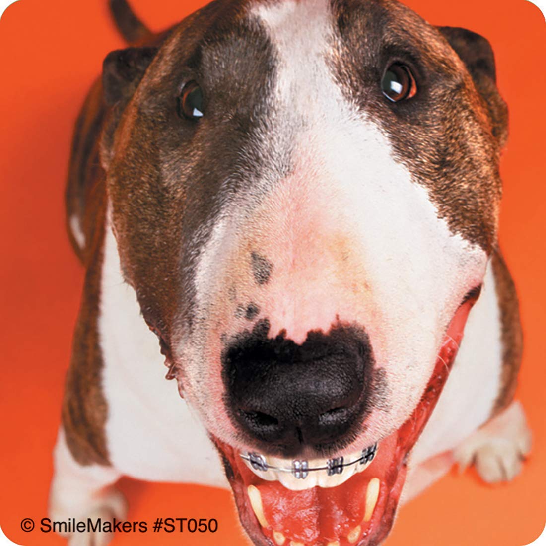 SmileMakers Dogs with Braces Dental Stickers - Prizes and Giveaways - 100 per Pack