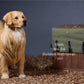 Lana Toys 1:6 Scale Golden Retriever Dog Pet Figure Realistic Animal Model