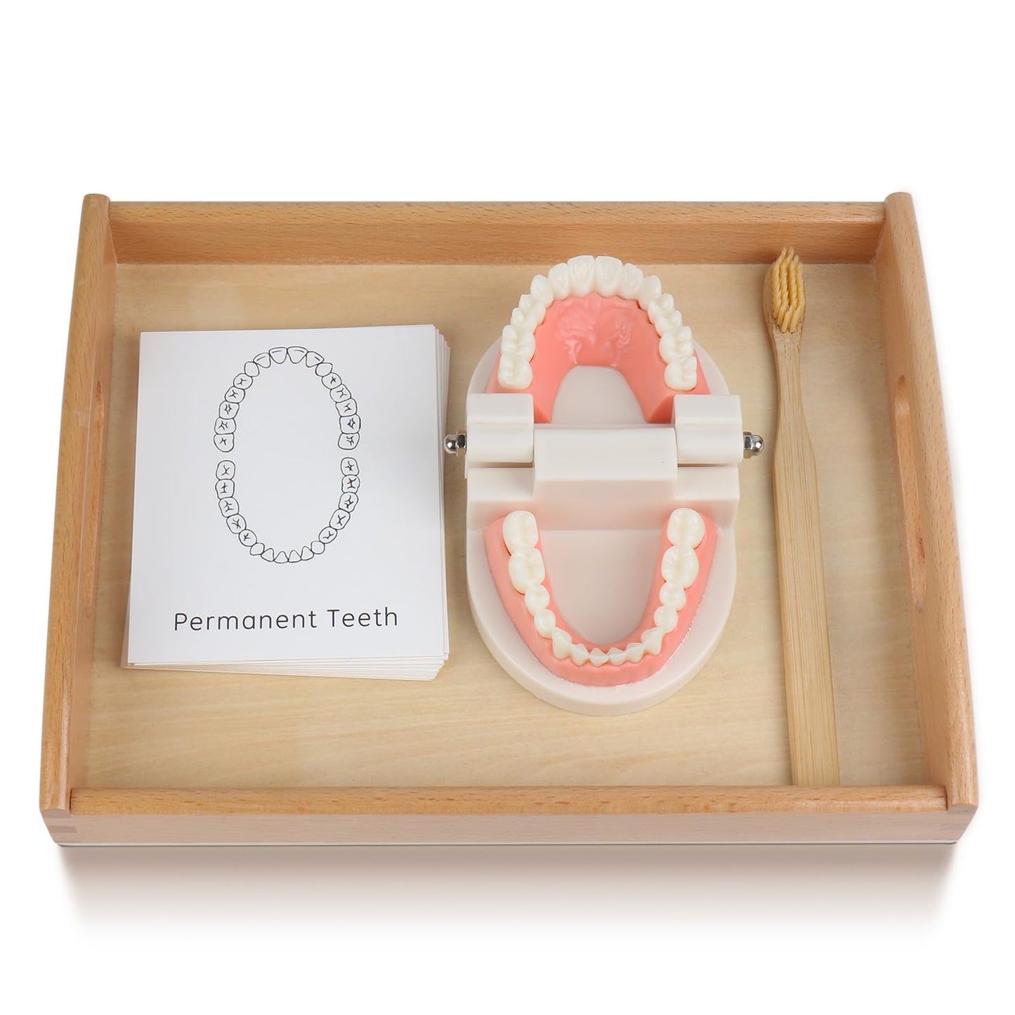 MEROCO Montessori Practical Life Teeth Model and Cards Teeth Brushing Toys