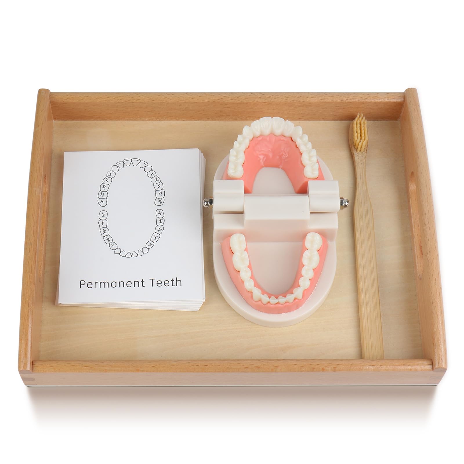 MEROCO Montessori Practical Life Teeth Model and Cards Teeth Brushing Toys