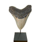 Clearco Artifact Display Stand, for Ushabtis, Figurines, Pre Columbian, Egyptian, Roman, Greek statues or figures, Megalodon shark tooth, Dolls