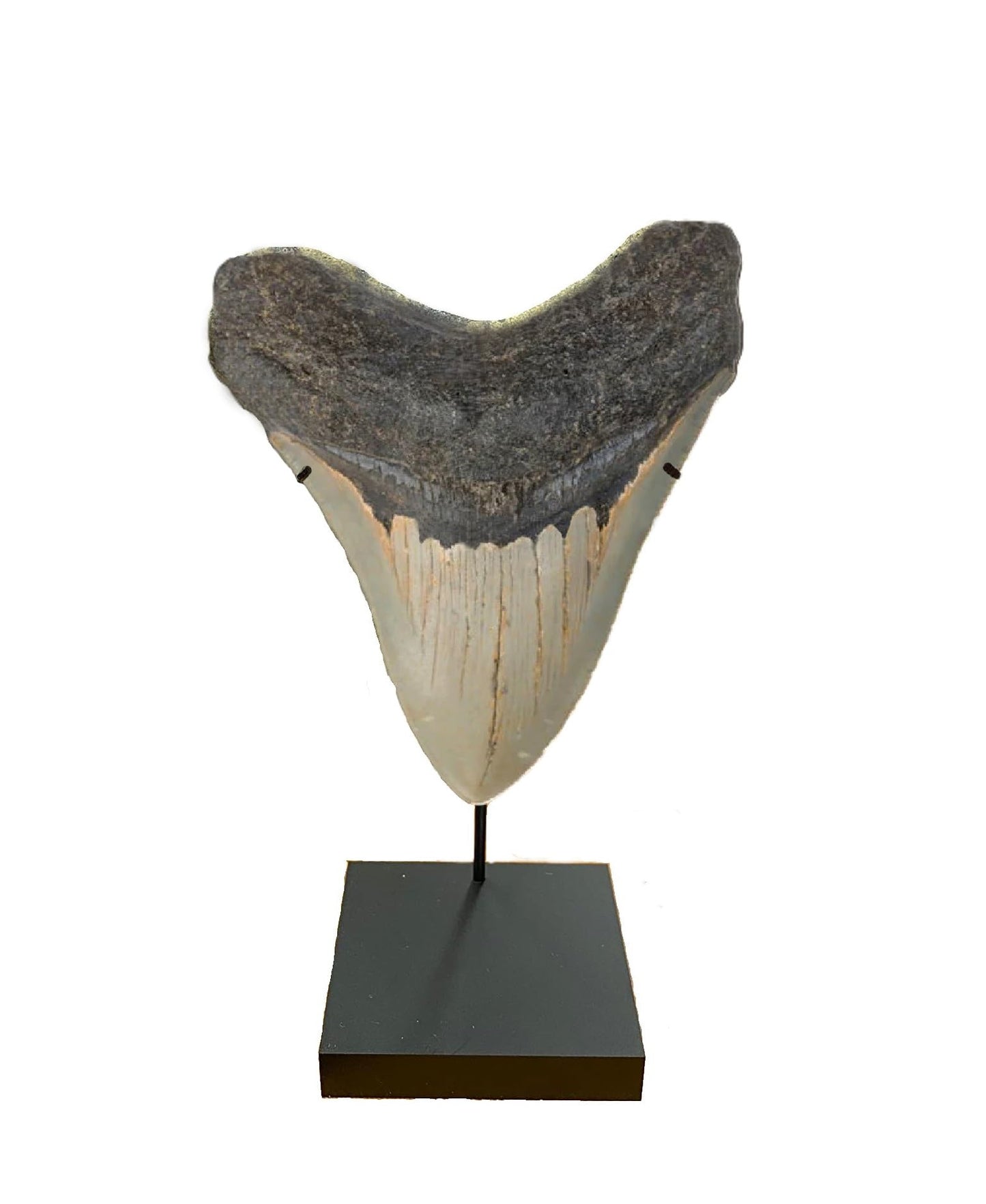 Clearco Artifact Display Stand, for Ushabtis, Figurines, Pre Columbian, Egyptian, Roman, Greek statues or figures, Megalodon shark tooth, Dolls