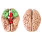 QWORK Human Skull and Brain Anatomy Model, 11 Parts, Life Size, Numbered, Anatomically Accurate, for Science Teaching Learning