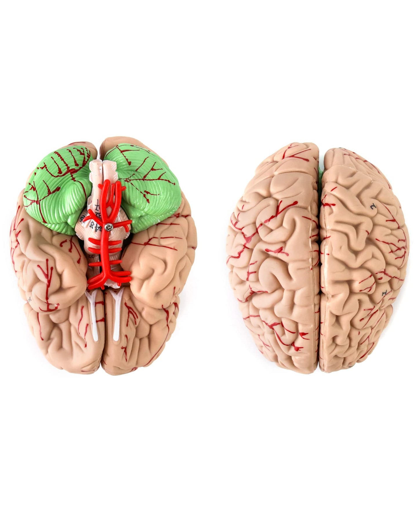 QWORK Human Skull and Brain Anatomy Model, 11 Parts, Life Size, Numbered, Anatomically Accurate, for Science Teaching Learning