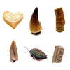 Authentic Fossils with Collection Box & Magnifier, 6 PCS, Shark Tooth, Mosasaurus Tooth, ect