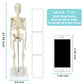 EVOTECH SCIENTIFIC Human Body, Skeleton and Heart Models-Best Anatomy Model Bundle Set of 3 Hands-on 3D Model Study Tools for Medical Student Teacher