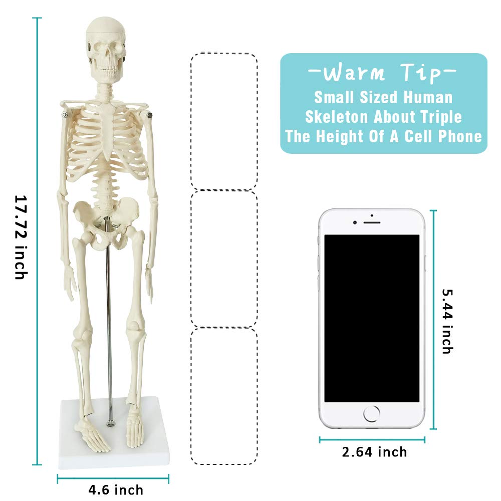 EVOTECH SCIENTIFIC Human Body, Skeleton and Heart Models-Best Anatomy Model Bundle Set of 3 Hands-on 3D Model Study Tools for Medical Student Teacher