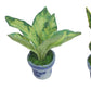 3 Pieces 1:12 Dollhouse Miniature Artificial Flower Plants in Ceramic Pot, Codiaeum Variegatum,Aglaonema,Sansevieria Dollhouse Accessories