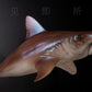 Lana Toys PNSO Helicoprion Haylee Figure Realistic Edestidae Shark PVC Collector Toys Animal Art Model Decoration Gift for Adult