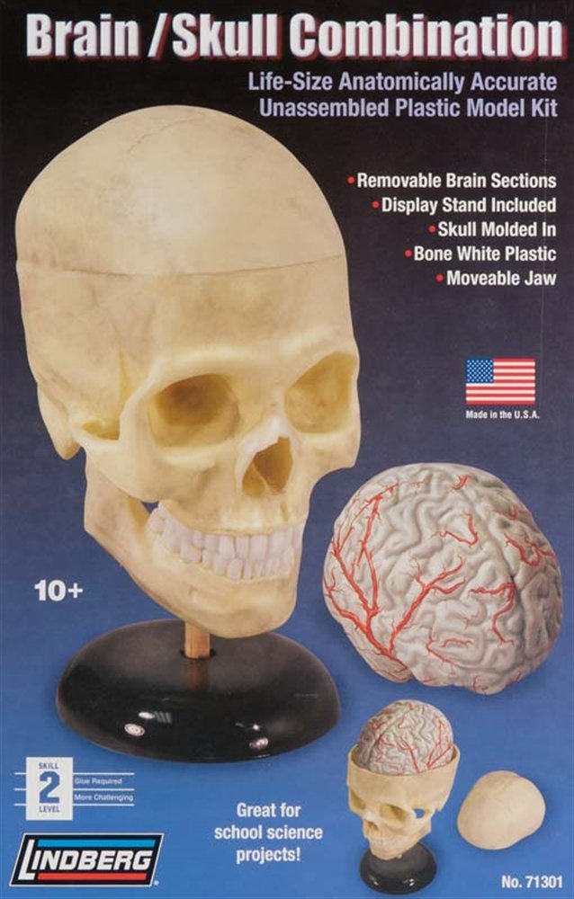 Lindberg Human Brain and Skull Combination