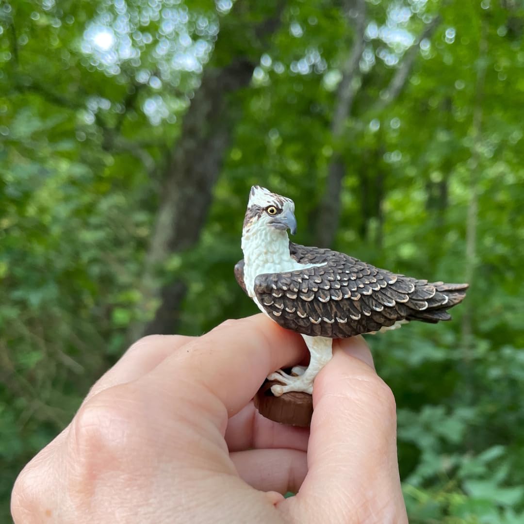 Safari Ltd. Osprey Figure - Realistic 2.75" Bird Figurine - Educational Toy for Boys, Girls, and Kids Ages 3+