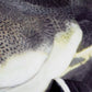 Real Planet™ Black Catfish Realistic Plush Stuffed Animal