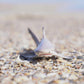 Safari Ltd Blacktip Reef Shark Figurine - Lifelike 5.75" Model Figure - Educational Toy for Boys, Girls, and Kids Ages 3+