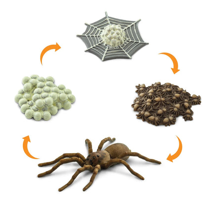 Safari Ltd. Safariology Life Cycle Series Life Cycle of a Spider Toy Figure for Boys and Girls - Ages 3+