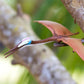 Safari Ltd. Quetzalcoatlus Figurine - Detailed 8.75" Wingspan Dinosaur Figure - Educational Toy for Boys, Girls, and Kids Ages 3+