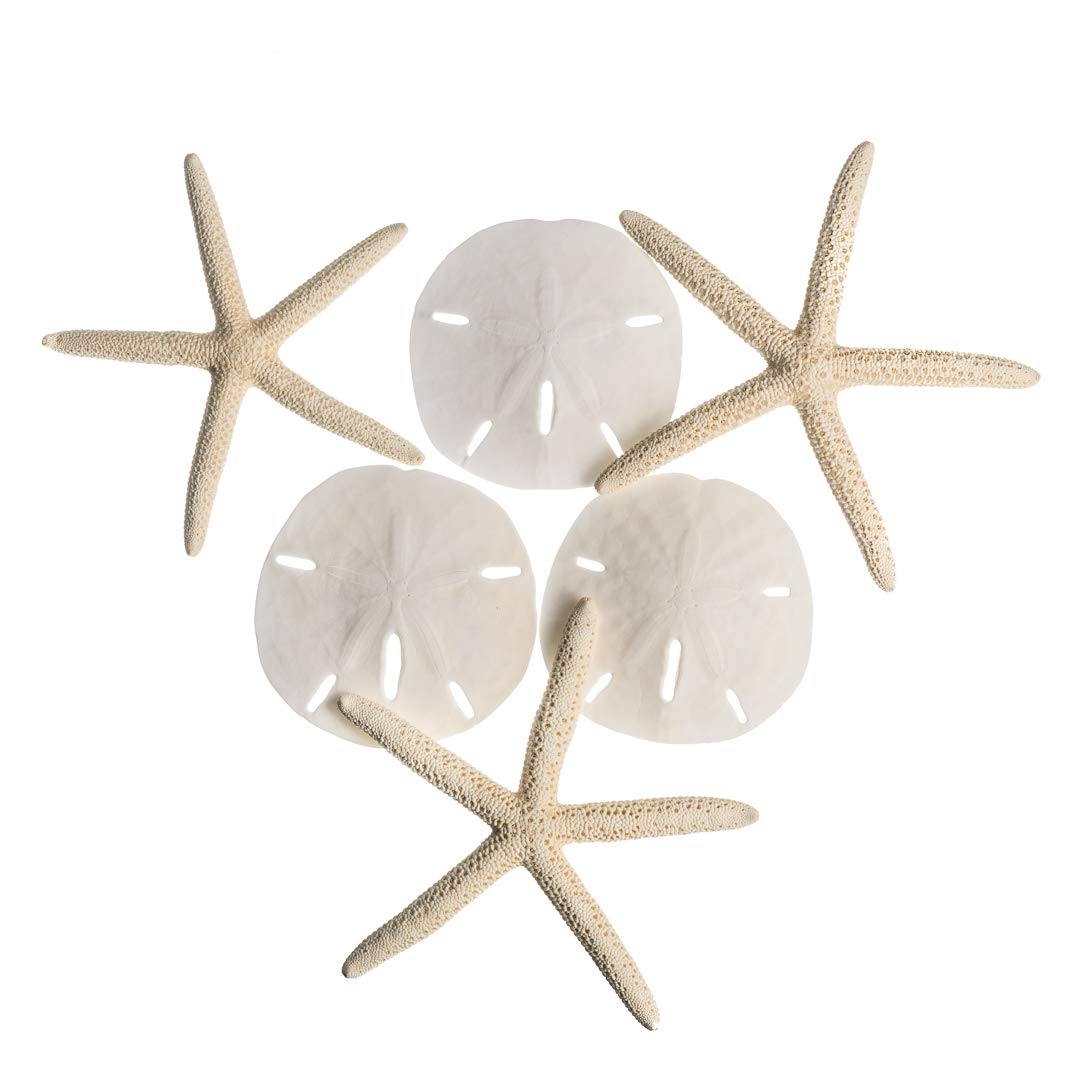Nautical Crush Trading Real Finger Starfish & Sand Dollar Decor - 9 White Starfish 4-6" and 9 Sand Dollars 3-3.5" - Sea Stars - Beach Wedding Decor
