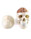 QWORK Human Skull and Brain Anatomy Model, 11 Parts, Life Size, Numbered, Anatomically Accurate, for Science Teaching Learning