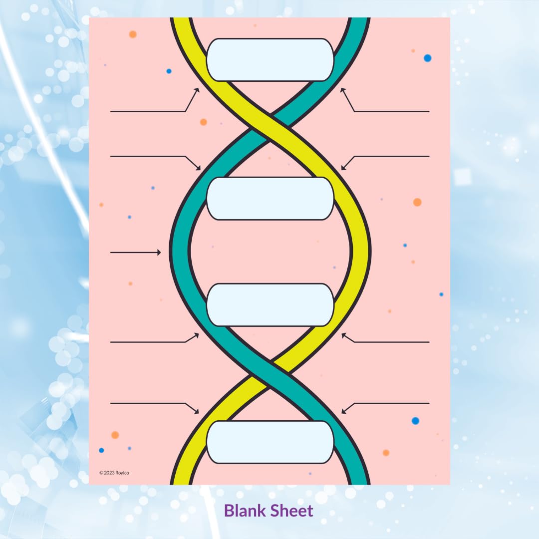 Roylco DNA Builder - Back to School Interactive DNA Model Kit for Kids, Hands-On STEM Activity for Classrooms, Science Centers & Homeschool Learning