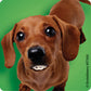 SmileMakers Dogs with Braces Dental Stickers - Prizes and Giveaways - 100 per Pack