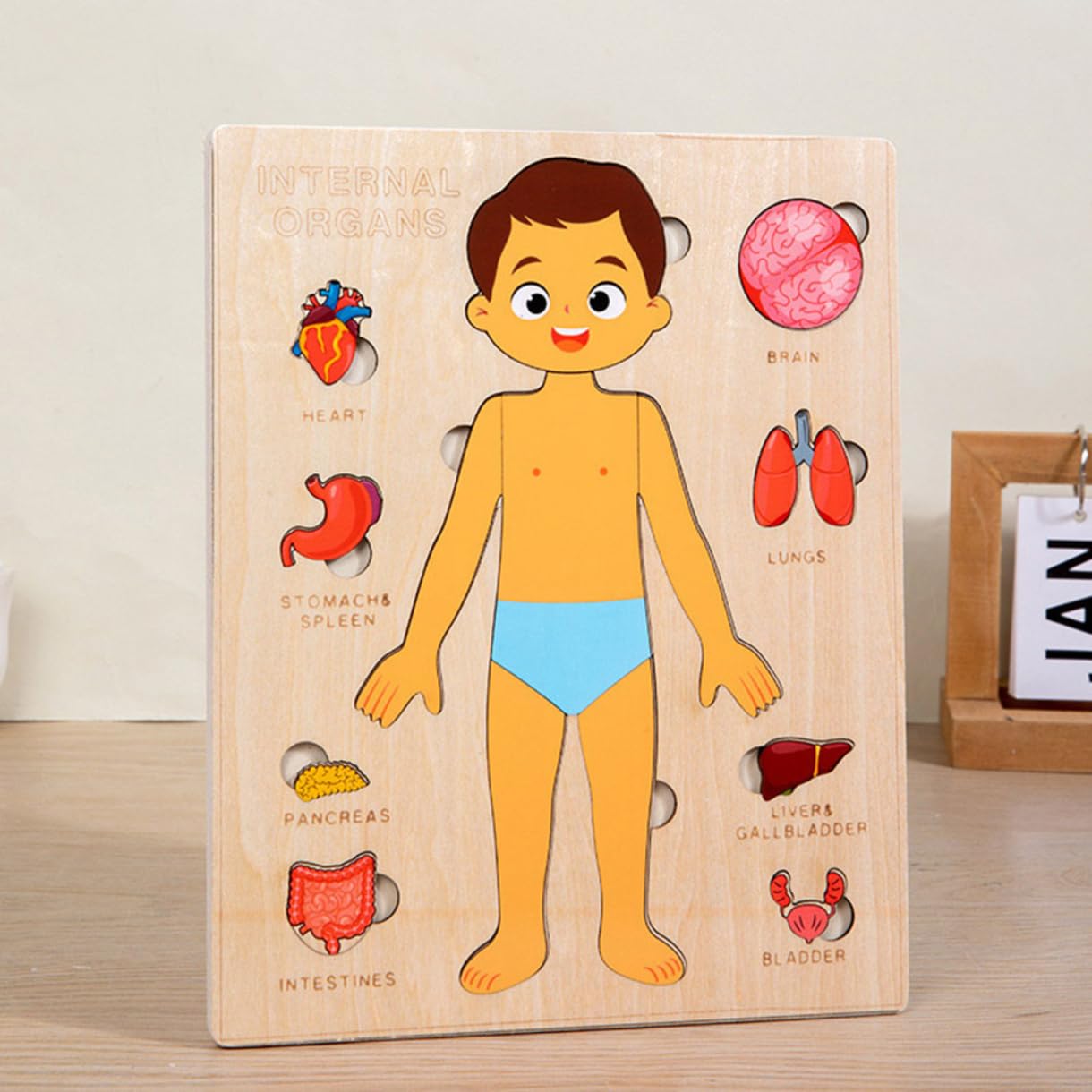 Montessori Jigsaw Puzzle of Human Structure Kids Human Learning Toy Anatomy Organ Model Anatomy Toy Children Human Organ Education Toys Human Organ