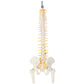 Axis Scientific 15.5" Miniature Spine Model, Vertebrae