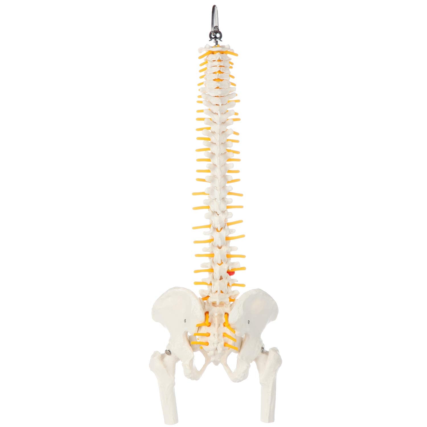 Axis Scientific 15.5" Miniature Spine Model, Vertebrae